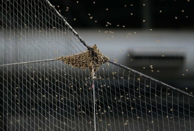 Bees delay start of Dodgers-Diamondbacks game