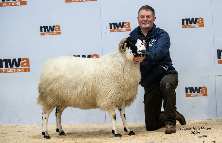 Reserve champion Rough Fell which sold for 1,000gns