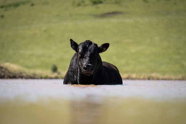 Recent research has highlighted the agricultural sector as among the most heat-exposed industries in Australia.