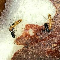 This tropical plant builds isolated 'apartments' to prevent battles among the aggressive ant tenants it relies on for survival