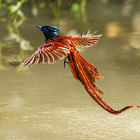 Red-bellied paradise flycatcher soars like a phoenix