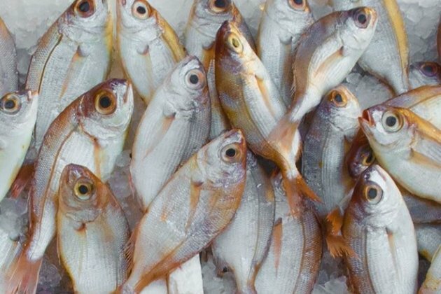 Research: Small fish species could play big role in fight against malnutrition