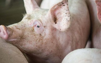 Pig profitability still some way off