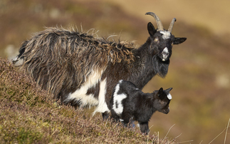 Scottish Parliament set to rule on wild goat petition