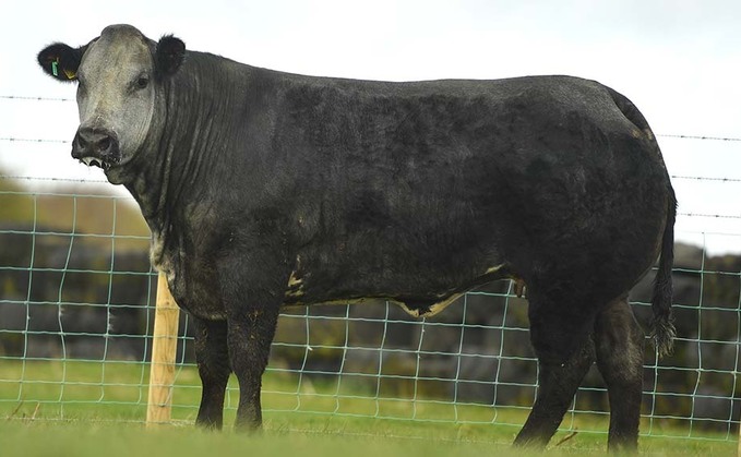 Jalex Select sale peaks at 10,000 for British Blue heifer