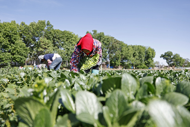 (VistaNingxia) CHINA-NINGXIA-HELAN-COOL-SEASON VEGETABLES (CN)