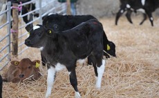 Producing dairy bull calves from cross-bred cows