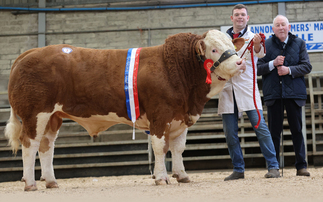 Ranger sets NI Simmental record