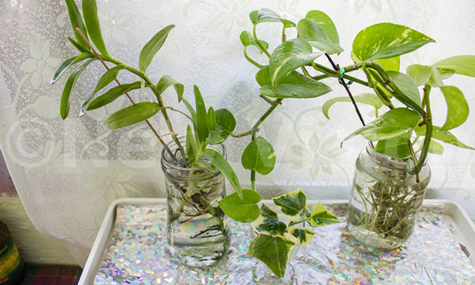 Green Valentine: Say I love you without hurting nature Green Valentine: Say I love you without hurting nature