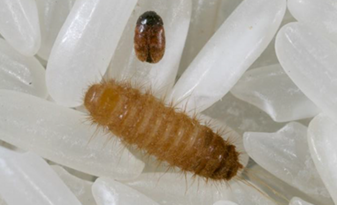Khapra beetle has been detected in nappy pants imported to Australia. 