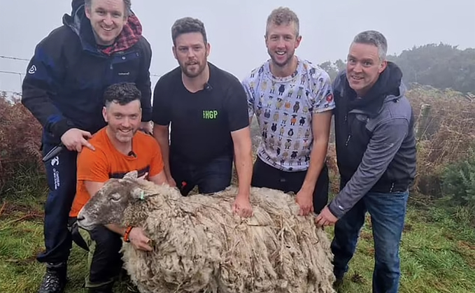 Fiona the sheep with her rescuers