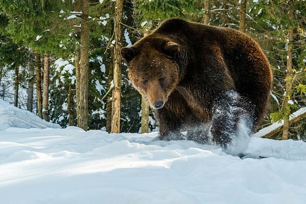 Russian bear decides to hibernate inside nuclear weapons town