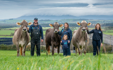 Brown Swiss tick all the boxes for family business