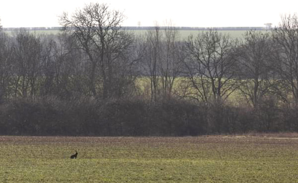 Campaigners hope arable plants can help derail train route