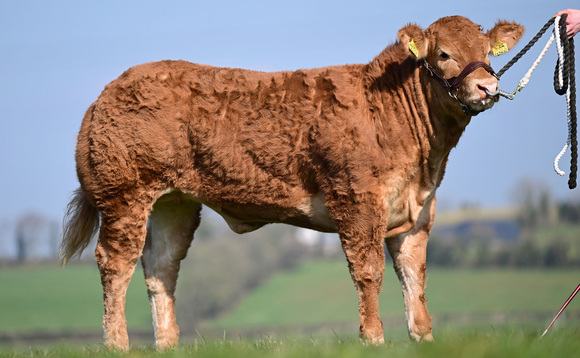 Jalex Livestock Jaw Droppers sale tops at £20,000 for a Limousin heifer