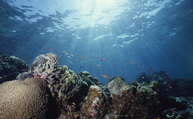 The funding will aim to protect the world's coral reefs 