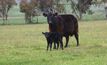 Management helps to minimize calf scours