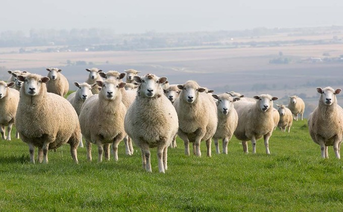 Wool should not be a by-product