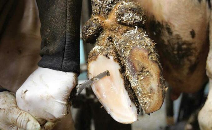 Sole depth critical for lameness prevention