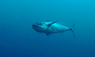  A Dogtooth Tuna in the seas of the Maldives - Credit: Tchami