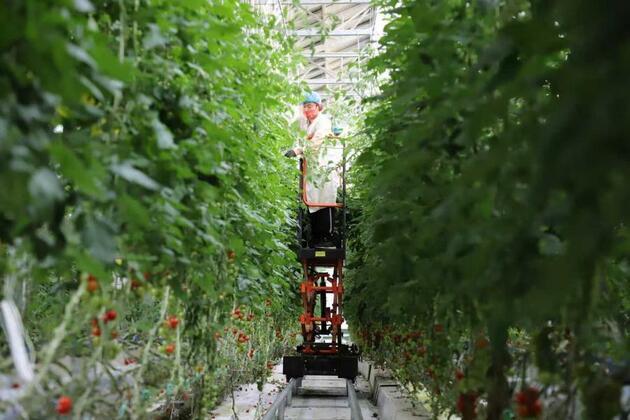 Chinese agricultural exports add flavor to global dining tables
