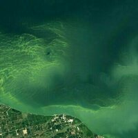 Toxic algae blooms are lasting longer than before in Lake Erie - why that's a worry for people and pets