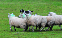 New livestock worrying legislation on the cusp of being passed into law