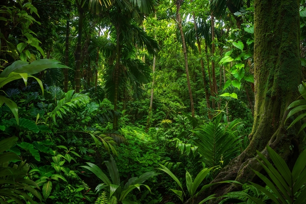 The relentless grip of the Amazon's garimpo