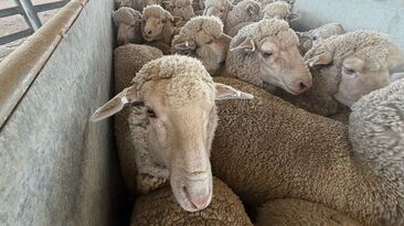 The latest national survey of sheep producers has revealed a big turnaround in confidence as producers look to rebuild flock numbers.