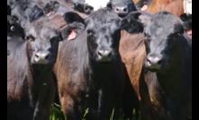  Beneficial beef: The ABSF aims to show how the Australian beef industry is producing beef in a socially, environmentally and economically responsible manner. Photo: Pamela Lawson.