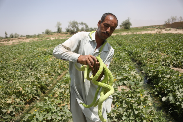 AFGHANISTAN-KABUL-ARMENIAN CUCUMBER