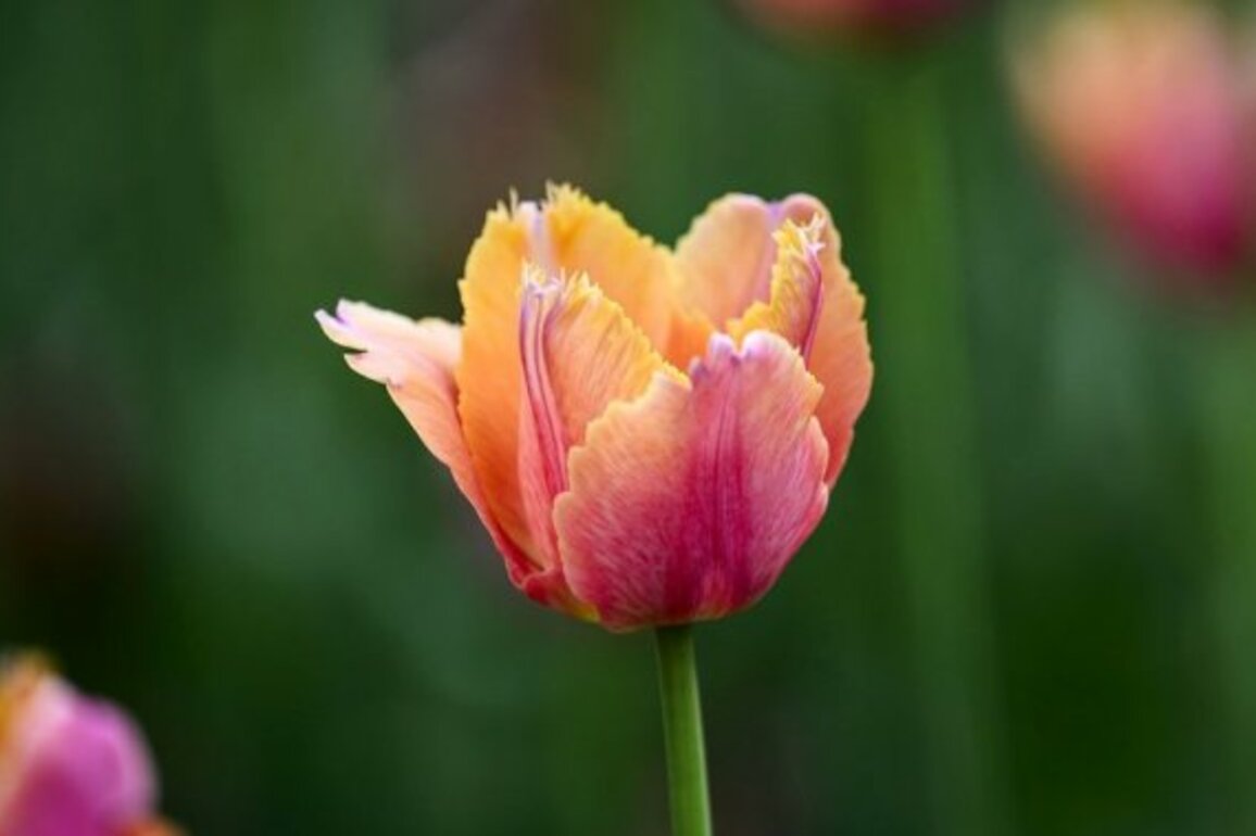 The 5 senses of spring- How climate change is shaping our seasonal experience