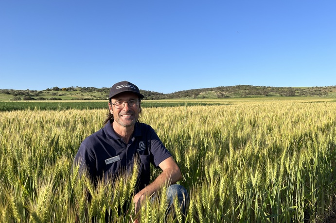 DPIRD senior research scientist Martin Harries has led an extensive field study looking at how water use efficiency is affected by the use of break crops to interrupt continuous wheat-on wheat paddock setups. 