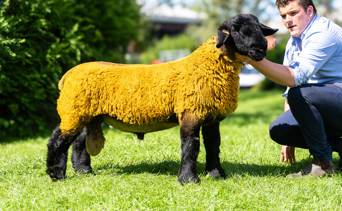 a ram lamb from Samantha Allen and Allen Shortt’s Derg flock, Co Tyrone, which sold for a joint top price of 8,000gns.