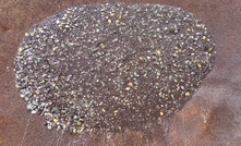 The gold concentrate after processing on the shaking table at the end of the mill demonstration test