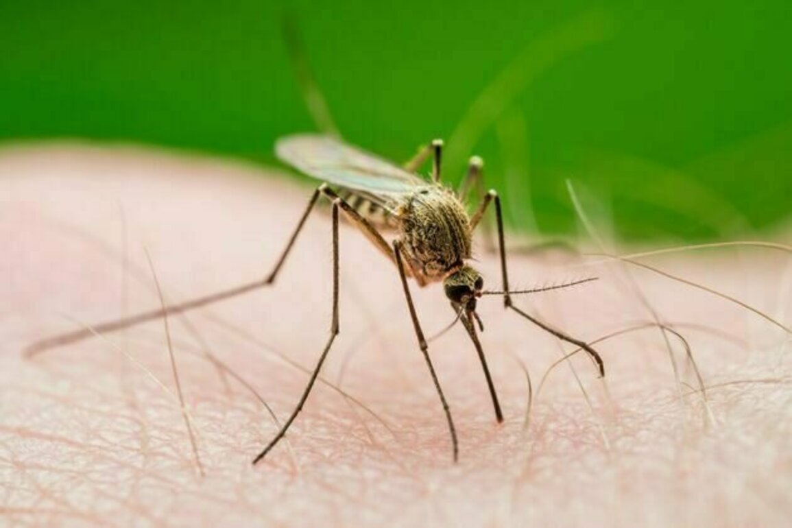 Sulitnya memberantas malaria di Tanah Papua, apa masalahnya?