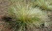 Floodwaters spread serrated tussock