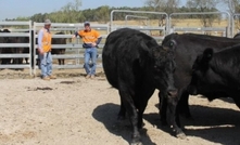 Cattle thrive in rehabilitated mining land trial