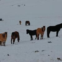 9 Mongolian provinces experience harsh wintry weather