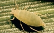 NSW alert for Russian wheat aphid