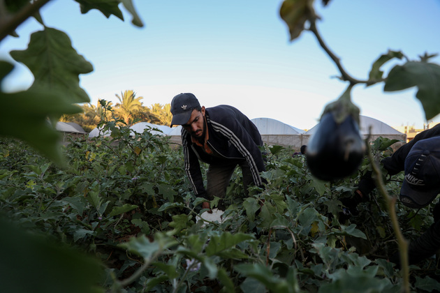 MIDEAST-GAZA-DEIR AL BALAH-EGGPLANTS