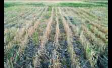 A GRDC project is looking at the economic value of incorporating fallow crops into a rotation.