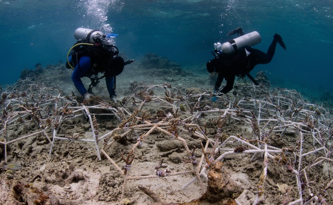 'Reef Stars' are installed in degraded areas to stabilise loose rubble and kickstart rapid coral growth - Credit: The Ocean Agency