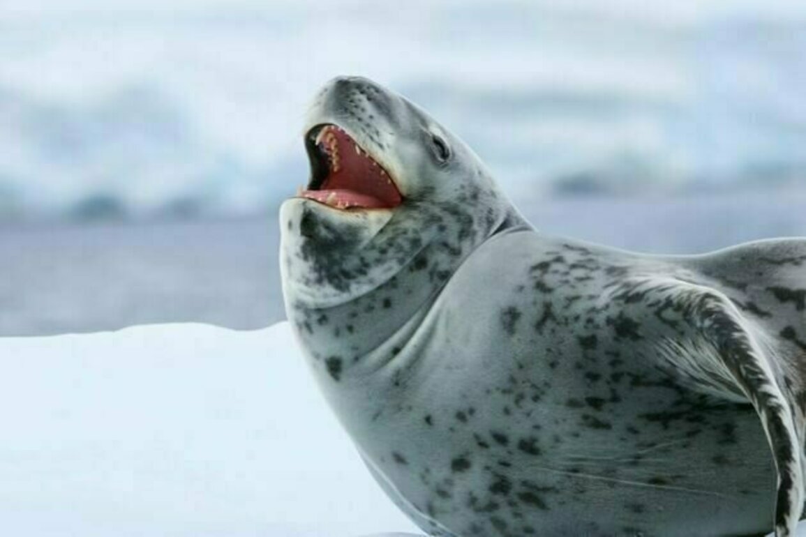 Rockabye baby: the 'love songs' of lonely leopard seals resemble human nursery rhymes