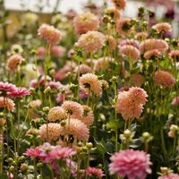 Master Class- Designing with Local Flower - Park Record