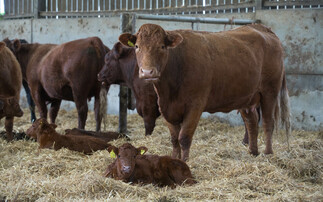 Beef special: Supplementing microminerals key for suckler systems 