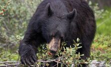 New figures from Statistics Canada (StatCan) and ABARES reinforced a bearish tone for grain and oilseed prices. 