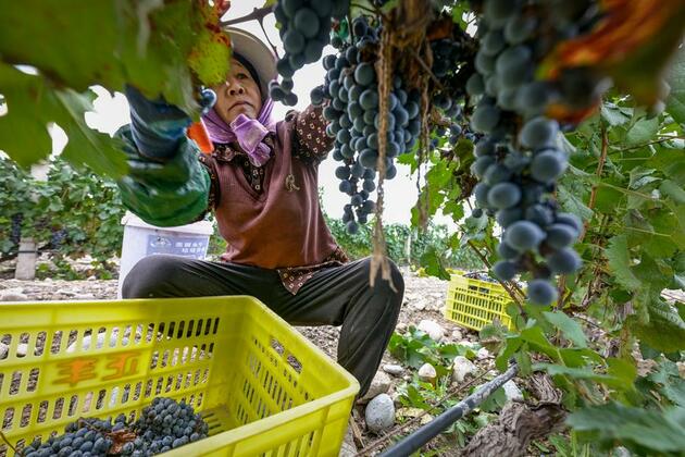 Farmers gain precision edge with AI smart glasses