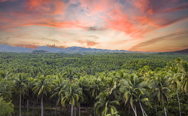 Defra to consult on long-awaited supply chain deforestation rules in 2026