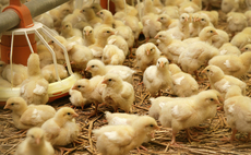 APHA moves to reassure poultry producers following salmonella outbreak at hatchery